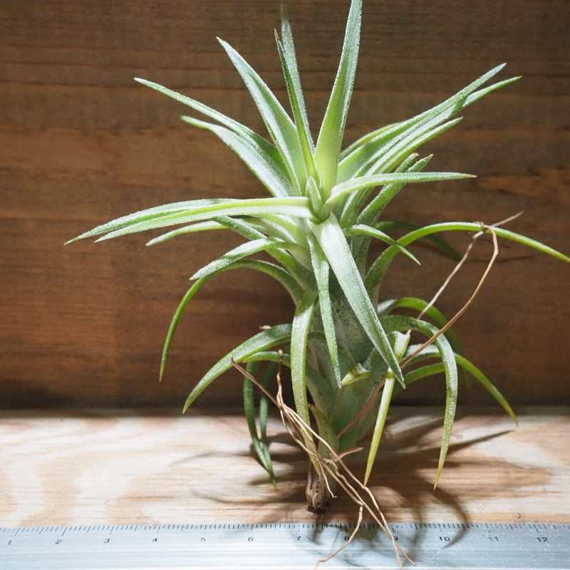 イオナンタ　ギカンテモンスター チランジア・イオナンタ・ギガンテ(ヒガンテ） Tillandsia ionantha