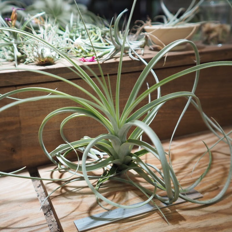 チランジア ／ エクセルタ XL (T.exserta) ＊A01/Jul11 | 常葉植物園