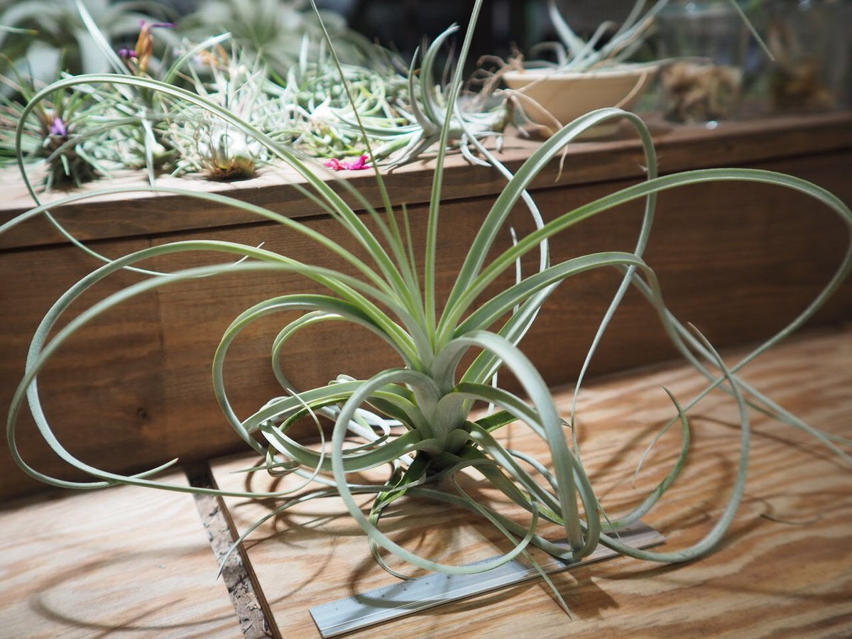 エアプランツ チランジア 超特大株 エクセルタ チランジア・エクセルタ Tillandsia exserta 育て方 図鑑