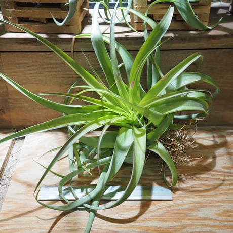 チランジア ／ ストレプトフィラ × キセログラフィカ　(T.streptophylla × T.xerographica)　★ZZ01/Dec22
