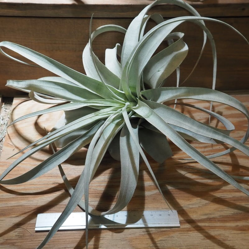 チランジア ／ キセログラフィカ ロングリーフ L (T.xerographica