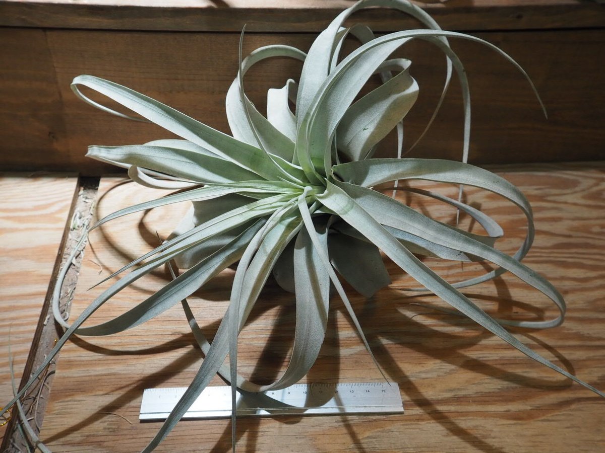 チランジア ／ キセログラフィカ ロングリーフ L (T.xerographica