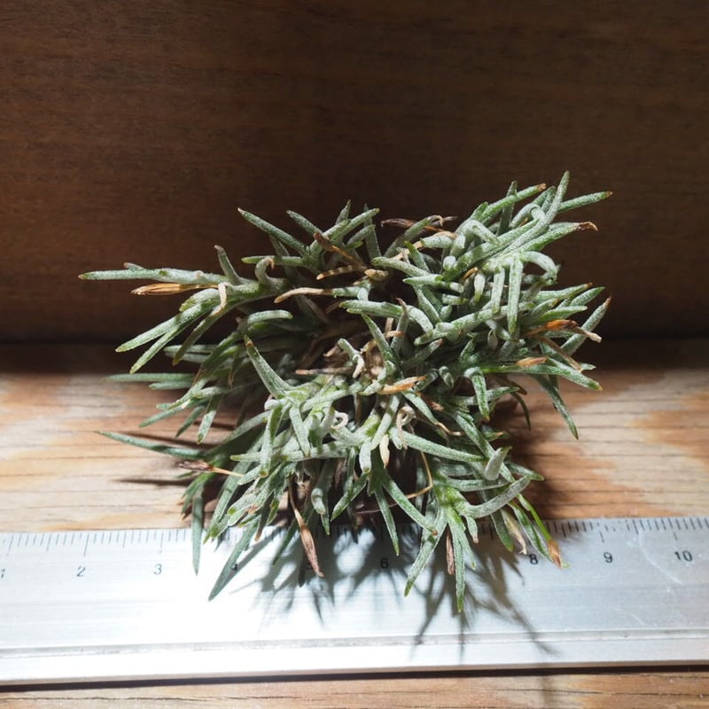 チランジア ／ カピラリス T-Type (T.capillaris) ☆CD01/Jul30