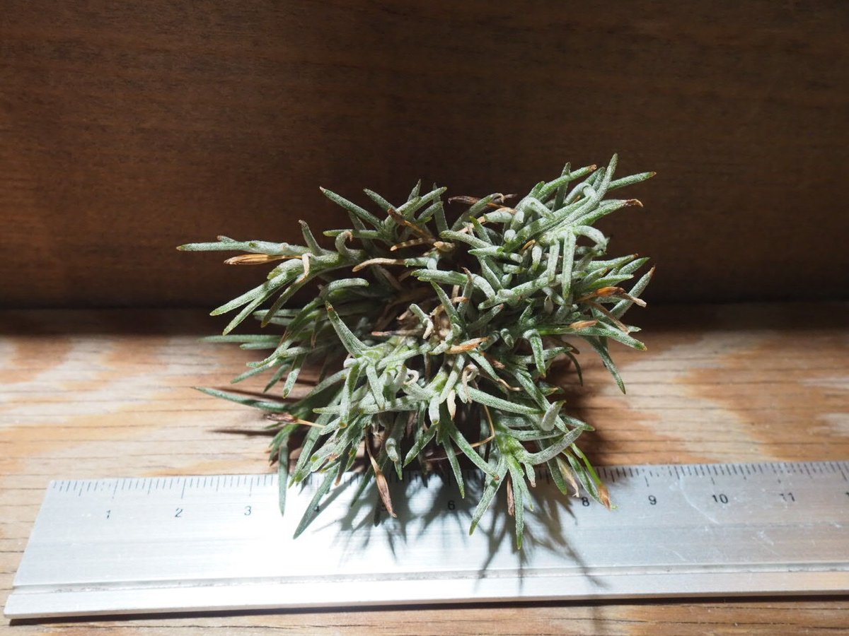 チランジア ／ カピラリス T-Type (T.capillaris) ☆CD01/Jul30