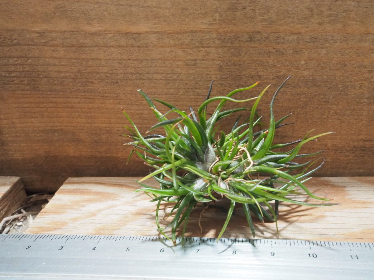 チランジア ／ ブルボーサ ミニブラジル CL (T.bulbosa 'Mini Brazil