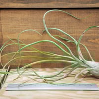 チランジア ／ サマンサ (T.'Samantha') ＊A01/Jul11 | 常葉植物園