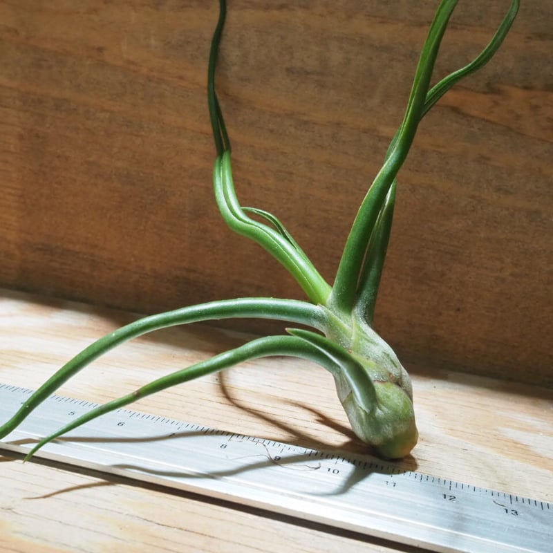 チランジア ／ ブルボーサ M (T.bulbosa) ☆AB01/Jul30 | 常葉