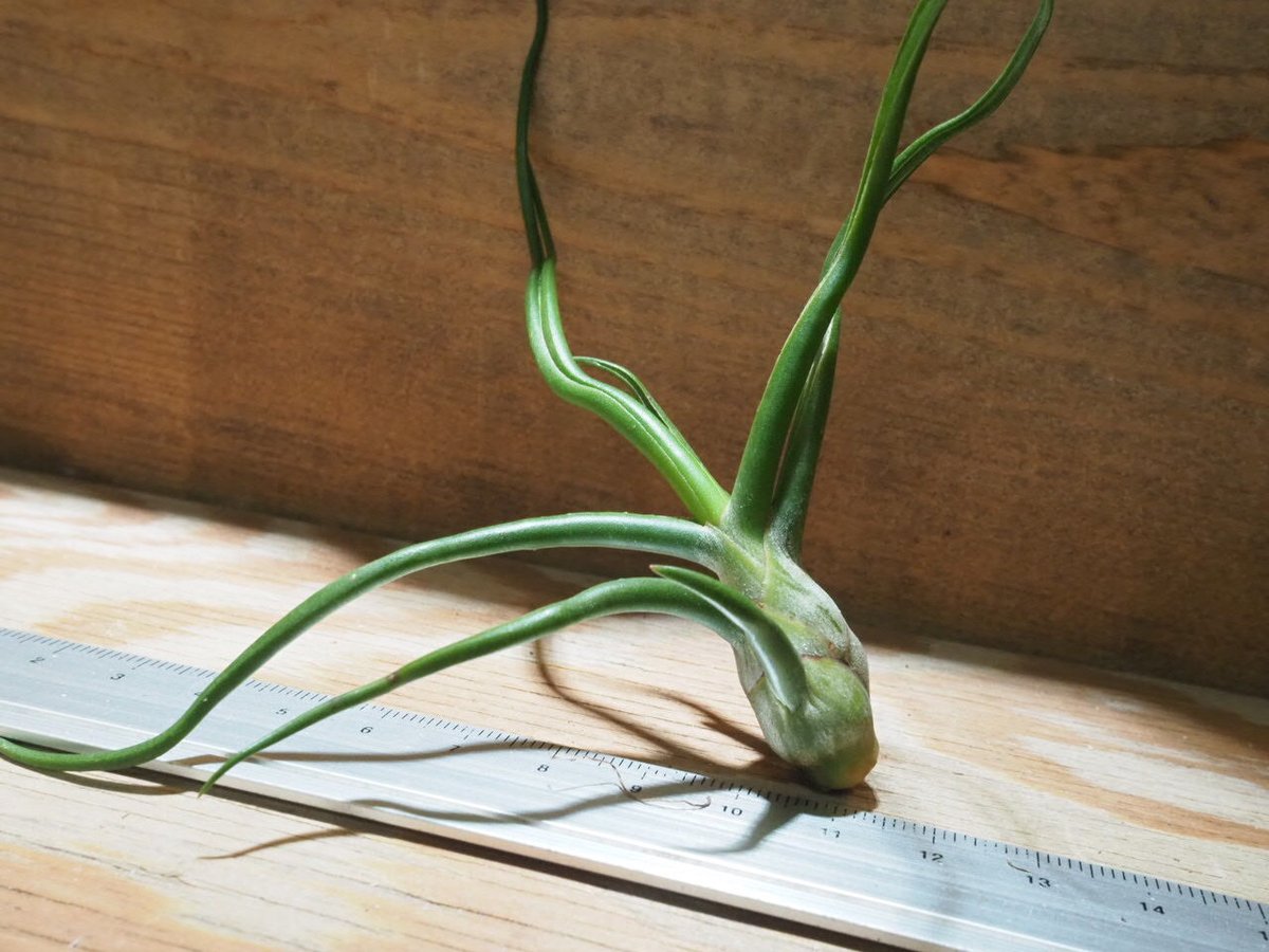 【トロピフローラ株】 T. bulbosa f. alba　ブルボーサ アルバ トロピフローラ株】 T. bulbosa f. alba ブルボーサ アルバ