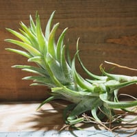 チランジア ／ イオナンタ ヴァンハイニンギー L　(T.ionantha var. vanhyningii)　★EF01/Feb05