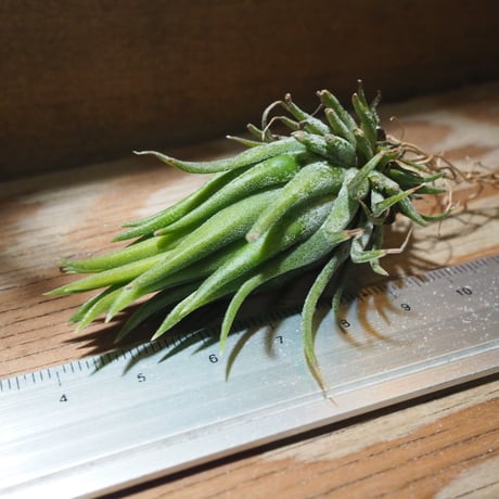 チランジア ／ イオナンタ ヘーゼルナッツ　(T.ionantha 'Hezel Nut')　★EF01/Feb05-02