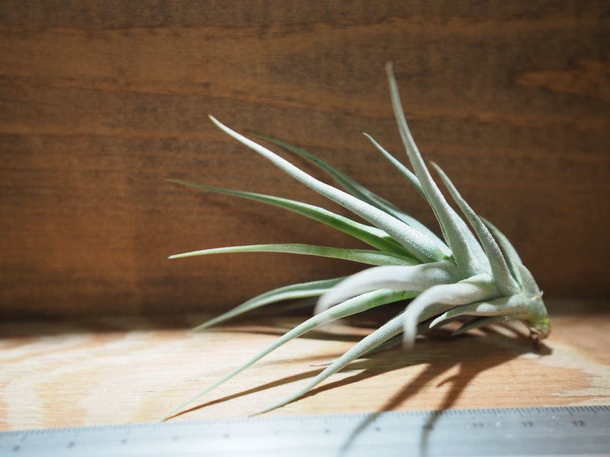 チランジア ／ ストレプトカルパ ミニX (T.streptocarpa 'Mini X')