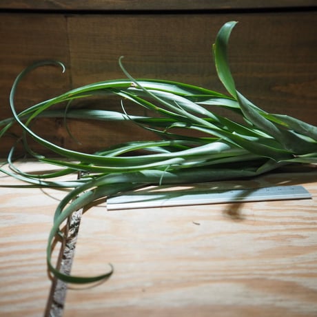 チランジア　Imbrogilo マザー株　ラスト苗 チランジア Imbrogilo マザー株 ラスト苗