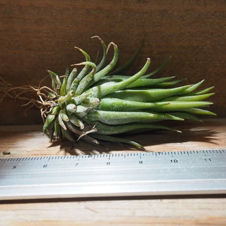 チランジア ／ イオナンタ ヘーゼルナッツ　(T.ionantha 'Hezel Nut')　★EF01/Feb05-02