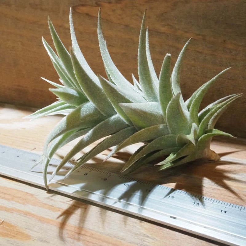 チランジア ／ エディシアエ M (T.edithae) ☆EF01/Apr17 | 常葉植物