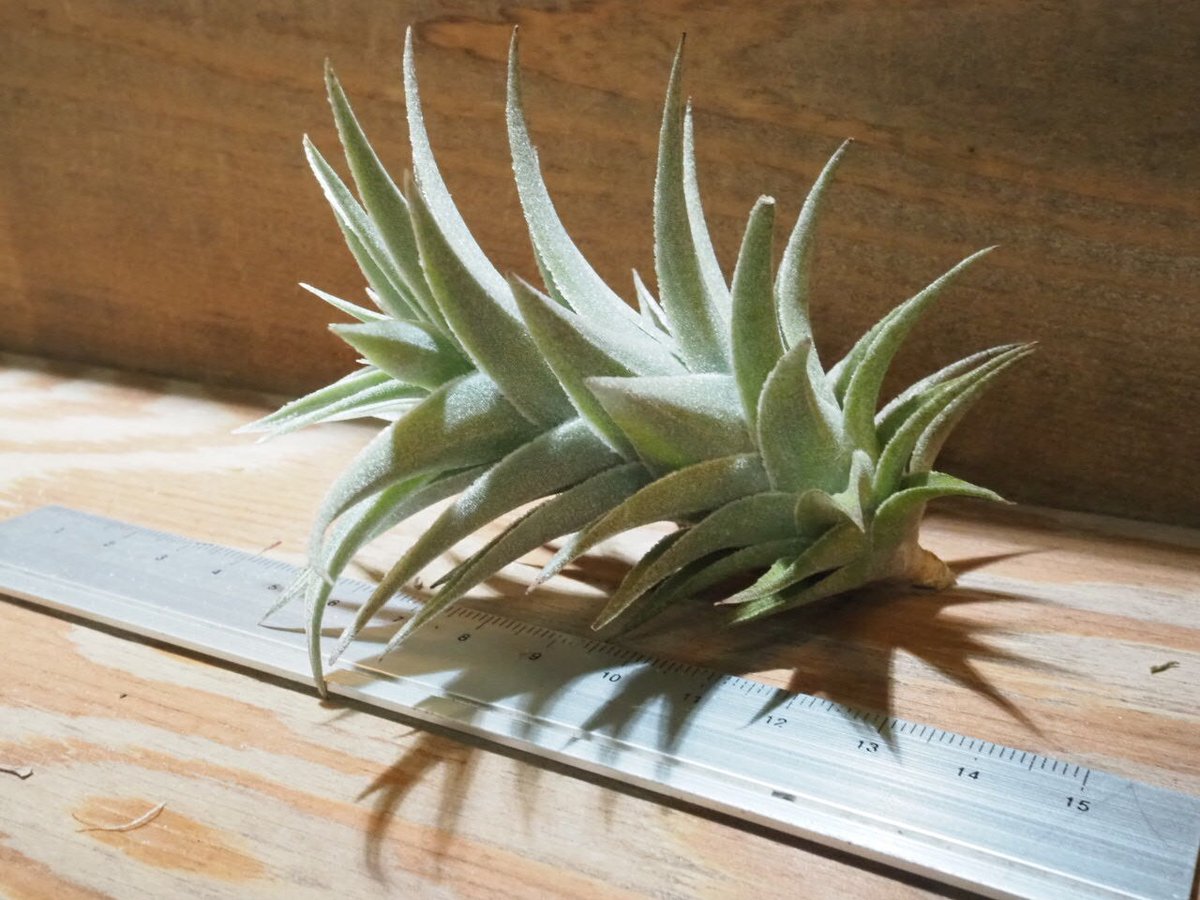 チランジア ／ エディシアエ M (T.edithae) ☆EF01/Apr17 | 常葉