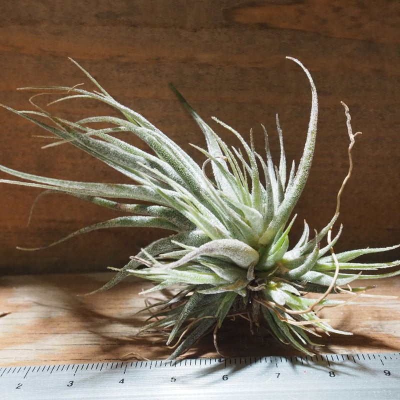 チランジア ／ エーレルシアナ CL (T.ehlersiana) ☆CD01/Feb05 |