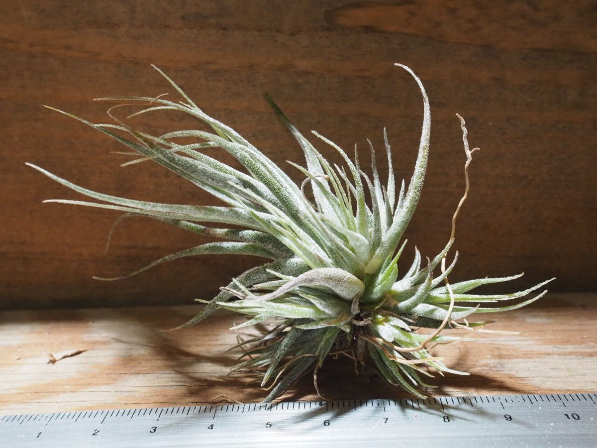 チランジア ／ エーレルシアナ CL (T.ehlersiana) ☆CD01/Feb05 |