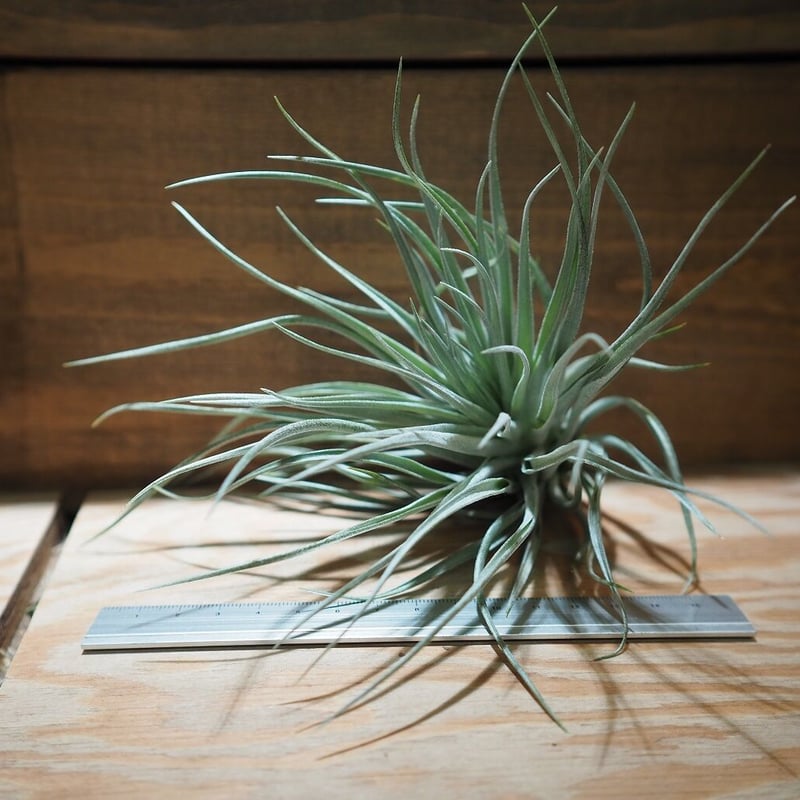 チランジア ／ ストリクタ スティッフブルー (T.stricta 'Stiff