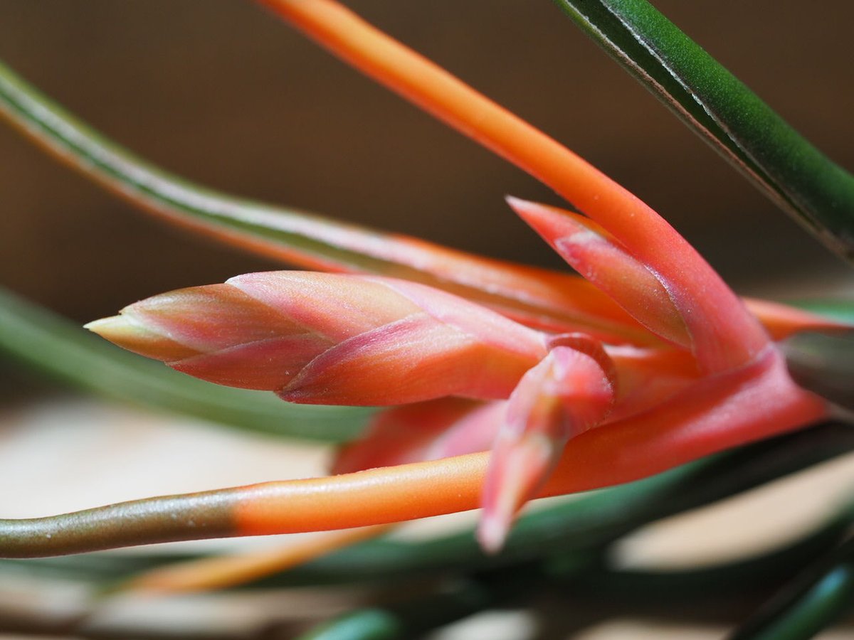 チランジア ／ ブルボーサ ベリーズ XL 花芽付き (T.bulbosa