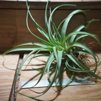 チランジア　　カウツキー チランジア ／ カウツキー L (T.kautskyi) ☆GH01/Feb05 | 常葉植物