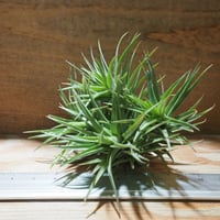 チランジア ／ アエラントス テディベア (T.aeranthos 'Teddy