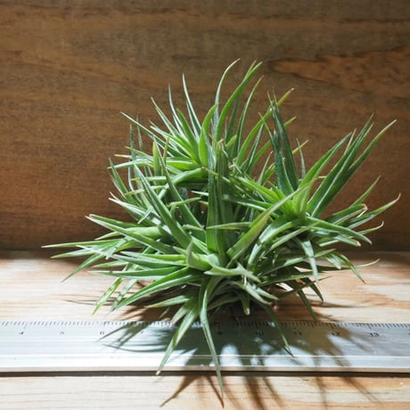 エアプランツ　mic CATEGORY エアプランツ（チランジア） 普及種 | 常葉植物園