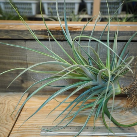 チランジア ／ ポーリアナ × レクルヴィフォリア　(T.pohliana × T.recurvifolia)　＊A02/Dec11