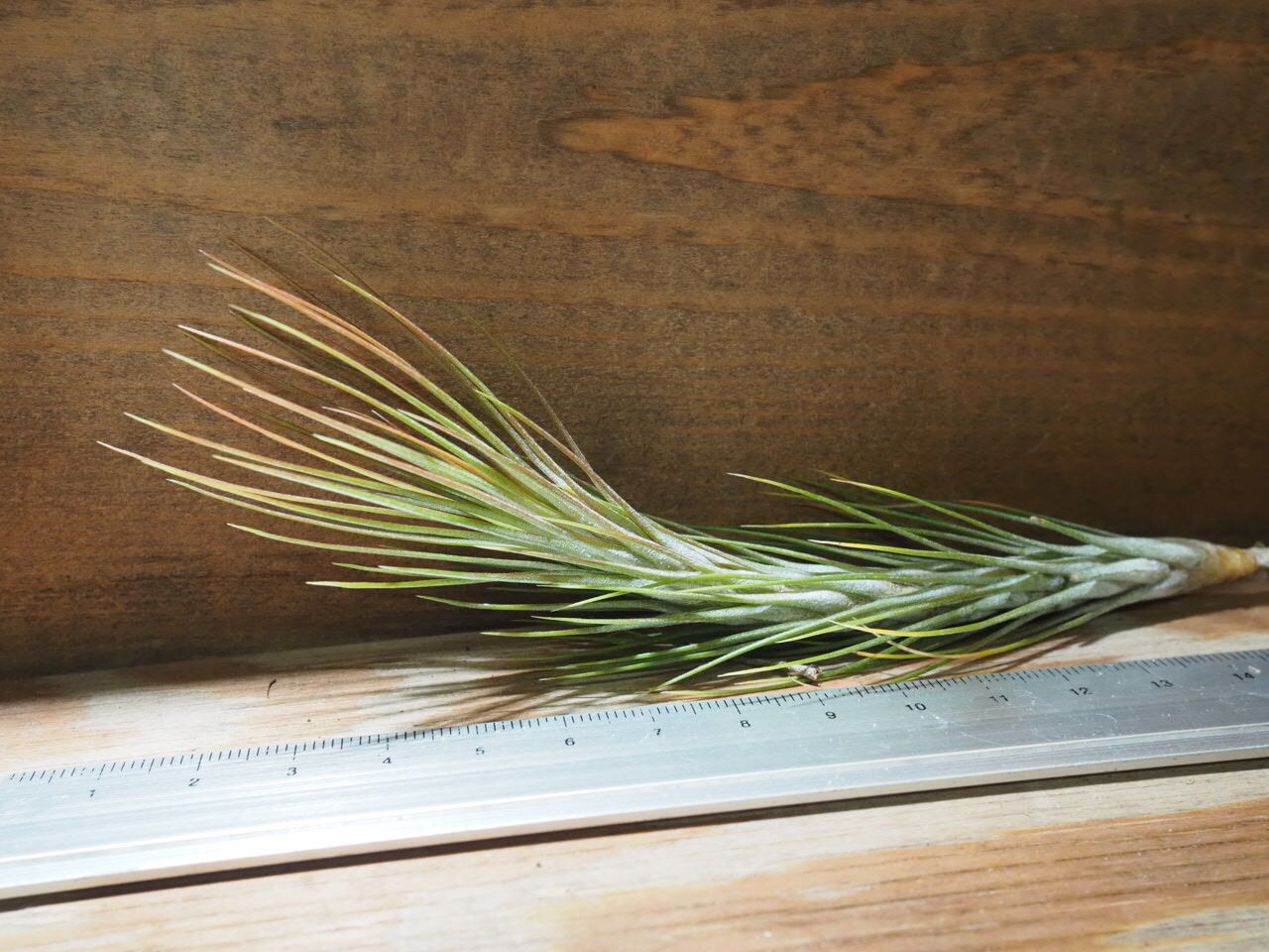 T. funckiana 'Closed Form'(購入時名称) original