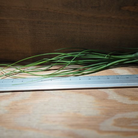 CATEGORY 学名・名称：D | 常葉植物園 Tokiwa Botanical-Garde