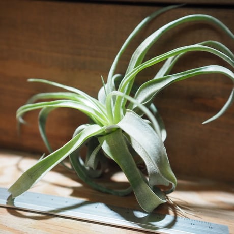 チランジア ／ ストレプトフィラ S　(T.streptophylla)　＊A01/Jun22-01