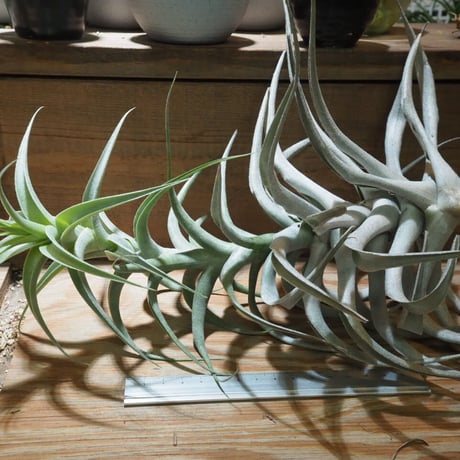 CATEGORY 学名・名称:C | 常葉植物園 Tokiwa Botanical-Garde CATEGORY 学名・名称:C | 常葉植物園 Tokiwa Botanical-Garde