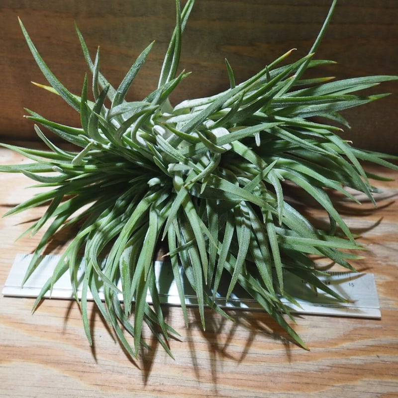 チランジア ／ イオナンタ ビッグボーイ クレステッド XL (T.ionantha