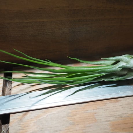 チランジア ／ ブルボーサ × イオナンタ フェーゴ　(T.bulbosa × T.ionantha 'Fuego') ★タイ農場　＊A01/Nov20