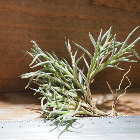 CATEGORY 学名・名称：C | 常葉植物園 Tokiwa Botanical-Garde