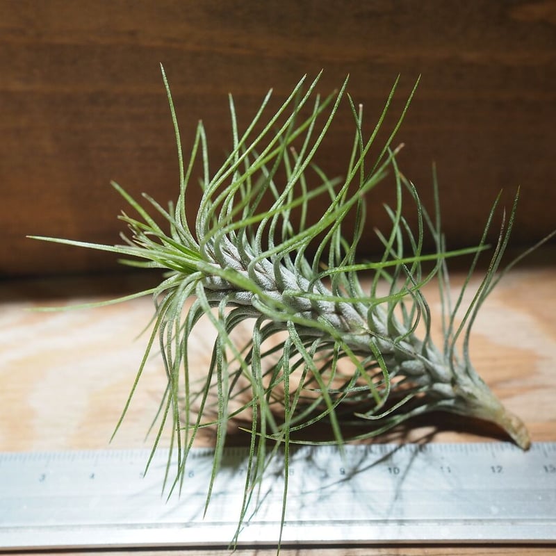 チランジア ／ フンキアナ レクルヴィフォリア (T.funkiana var. recurv