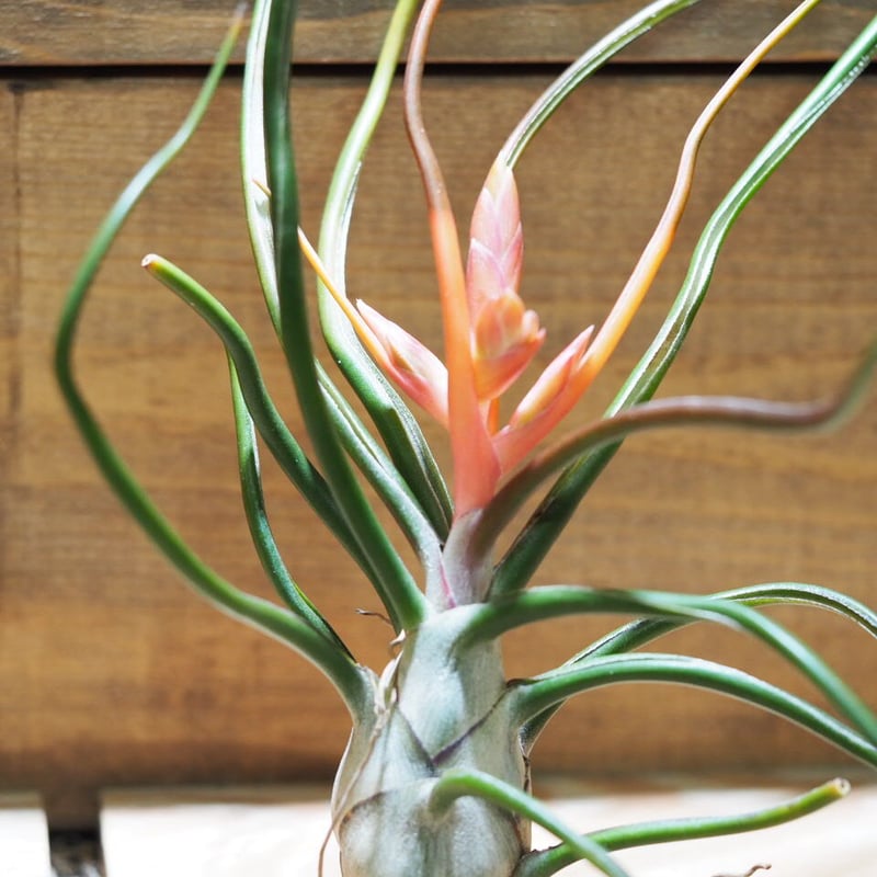チランジア ／ ブルボーサ ベリーズ XL 花芽付き (T.bulbosa 'Belize')