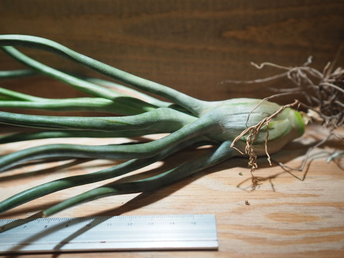 チランジア ／ ショータイム XL (T.'Showtime') ＊A01/May17 | 常