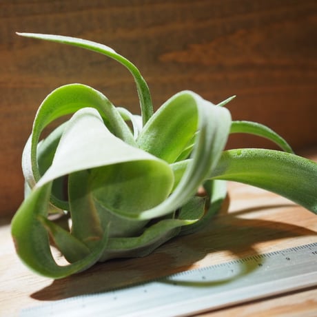 チランジア ／ ストレプトフィラ M　(T.streptophylla)　＊A01/Jun22-02
