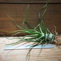 チランジア ／ テネブラ (T.tenebra) | 常葉植物園 Tokiwa Botanic