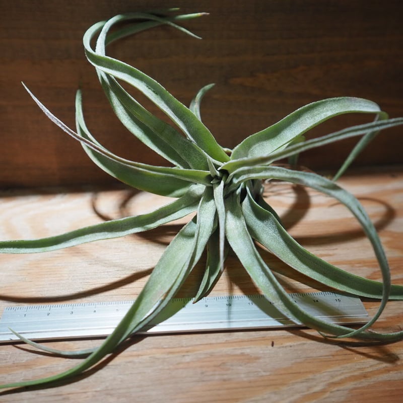 チランジア / ストレプトフィラ S (T.streptophylla) *A01 チランジア / ストレプトフィラ S (T.streptophylla) *A01