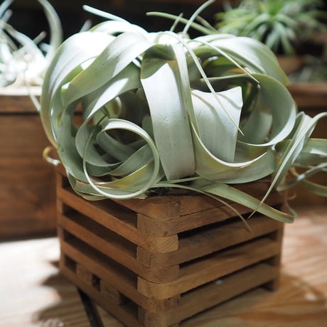 ■木製-木枠鉢(四角型) L-15×15㎝　×2個 セット