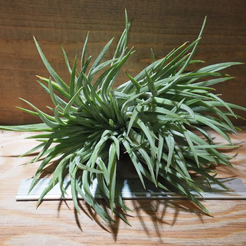チランジア ／ イオナンタ ビッグボーイ クレステッド XL (T.ionantha