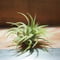 チランジア ／ イオナンタ アルボマージナータ　(T.ionantha \'Albo-Marginata\')　＊A01/Feb23-02