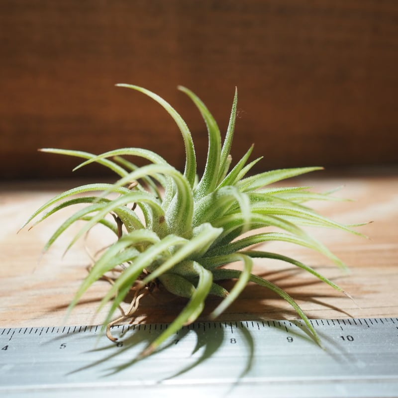 チランジア / イオナンタ アルボマージナータ (T.ionantha チランジア / イオナンタ アルボマージナータ (T.ionantha