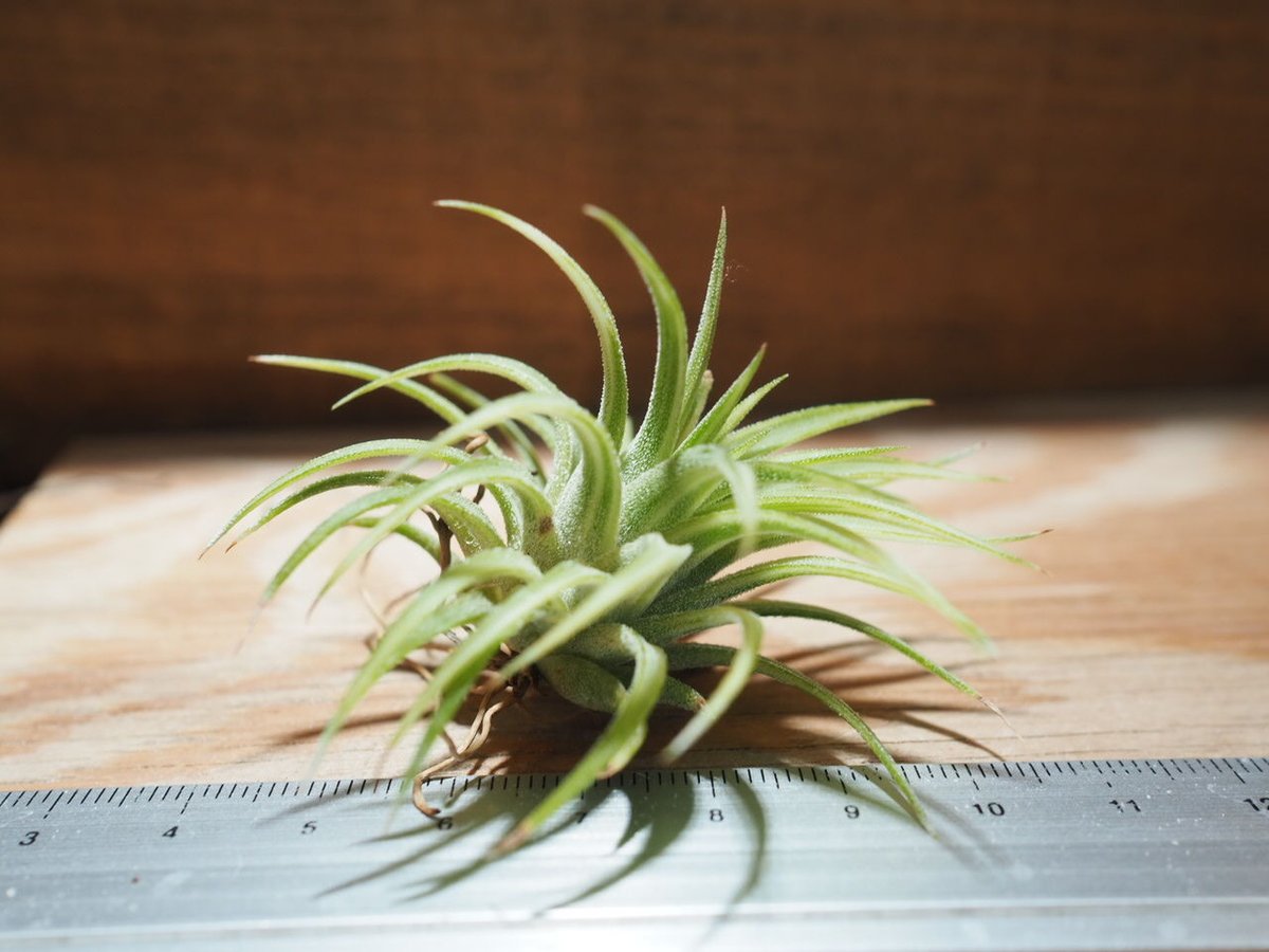 イオナンタ・アルボマージナータ　クランプ 　Tillandsia　エアープランツ 楽天市場】(現品) チランジア イオナンタ 'アルボマージナータ