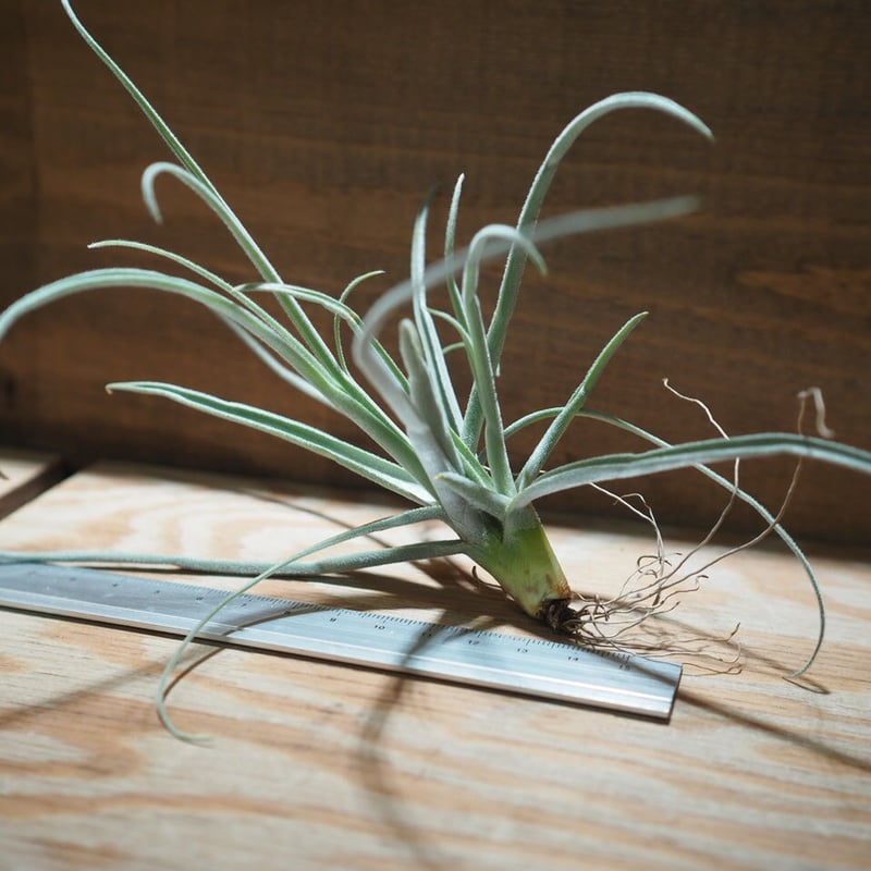 チランジア ／ ストレプトカルパ シックリーフ (T.streptocarpa 'Thick