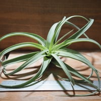 チランジア Awesome Amber チランジア ／ アウェサム アンバー (T.'Awesome Amber') | 常葉