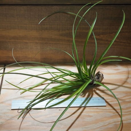 チランジア ／ ナルセシオイデス　(T.narthecioides)　＊A01/Apr18