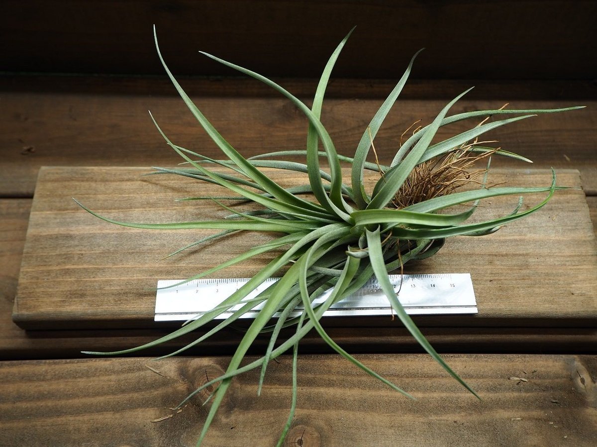 チランジア シルバートーチ 大株 Amazon.co.jp: Tillandsia ' Silver