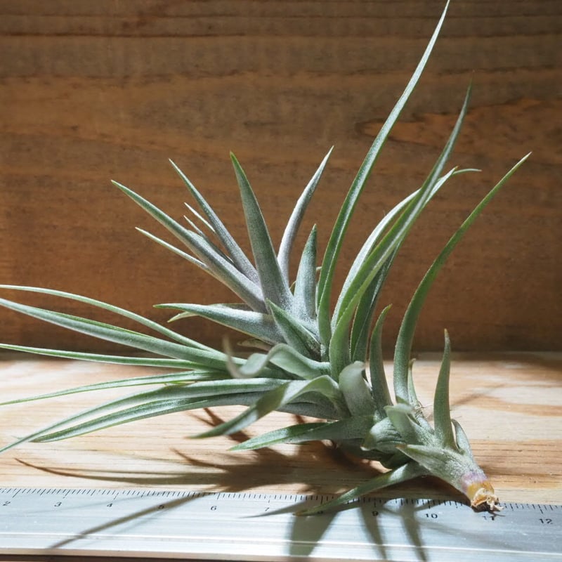 チランジア ／ アエラントス ザ・パープル (T.aeranthos 'The Purple'